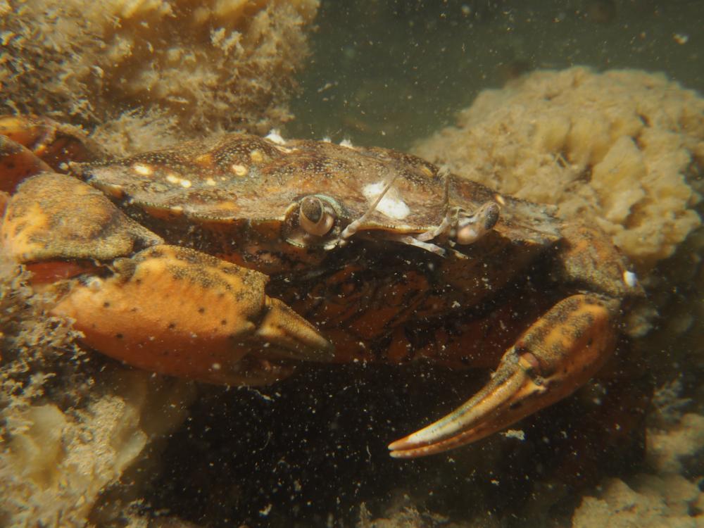 Strandkrab