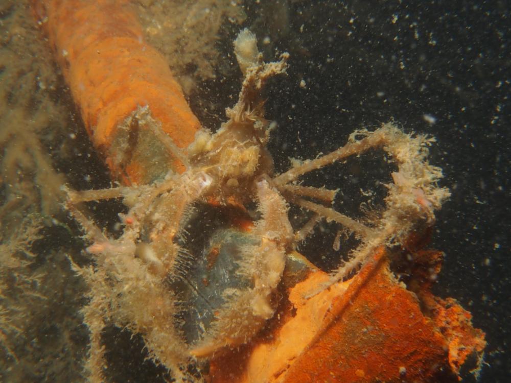 Hooiwagenkrab
