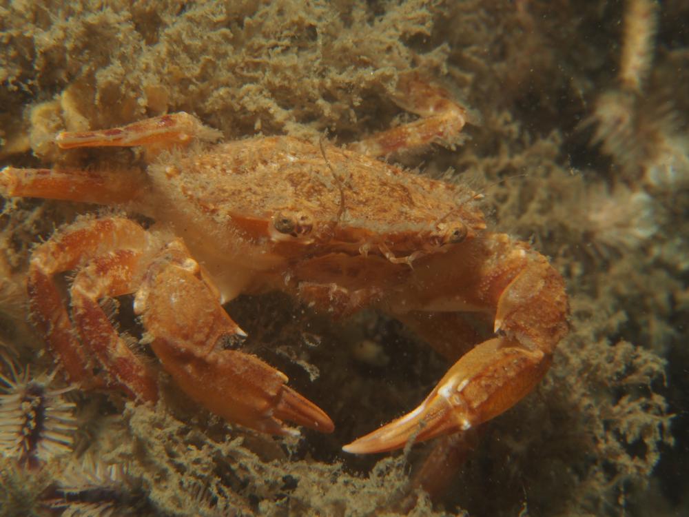 Gemarmerde zwemkrab