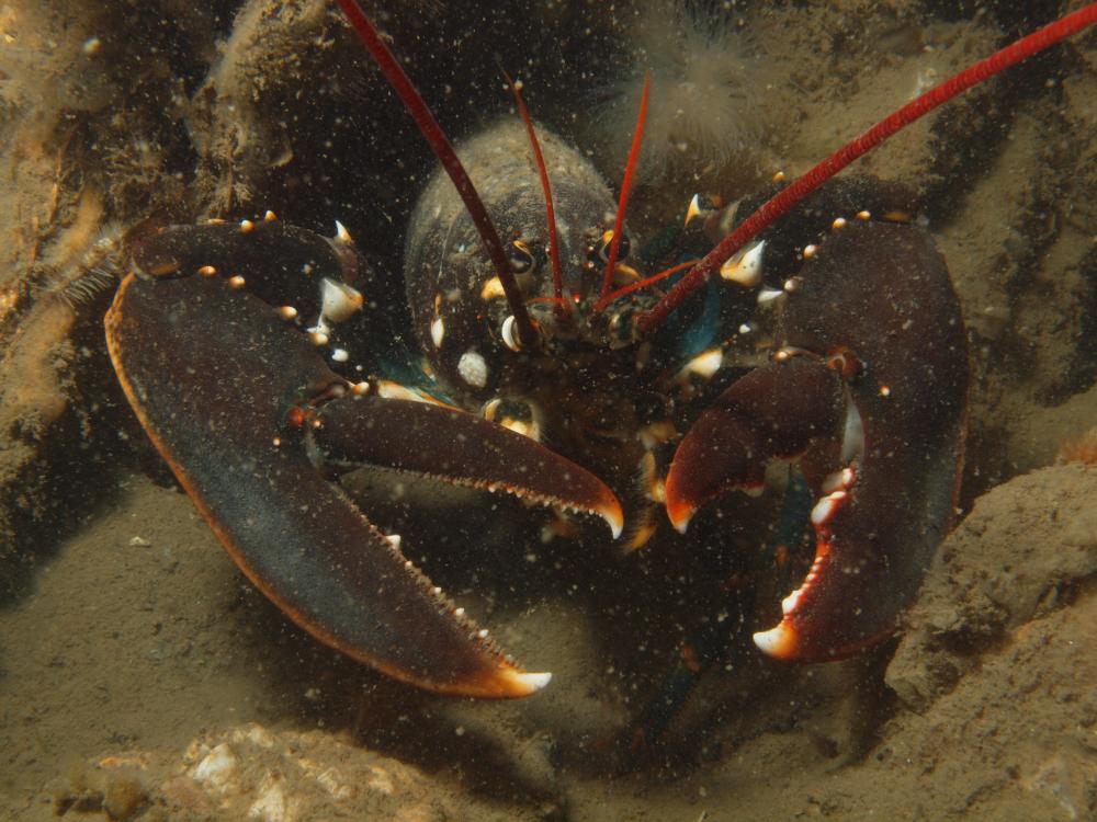 Oosterscheldekreeft