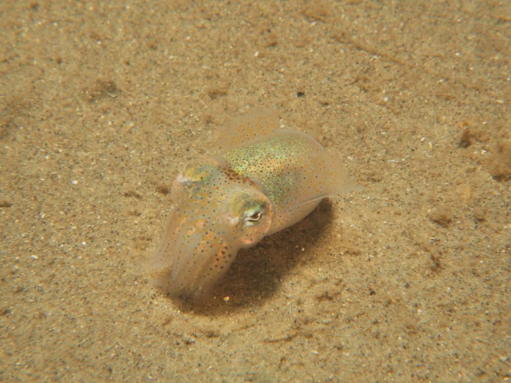 Sepiola