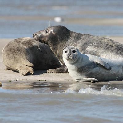 Zeehonden spotten